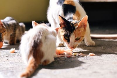 Cat eating meat