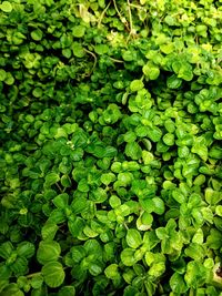 Full frame shot of plants growing on field