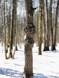 Close-up of tree trunk during winter