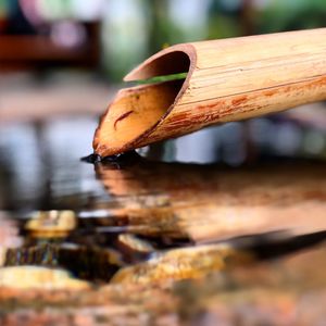 Close-up of lizard on wood
