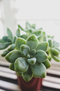 Close-up of succulent plant