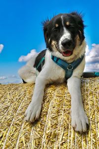 Portrait of dog looking at camera against sky