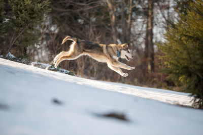 Dog running in winter