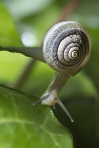 Close-up of snail on leaf