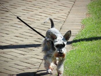 High angle view of dog on field