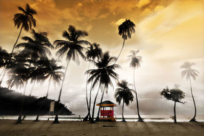 Palm trees on beach against sky