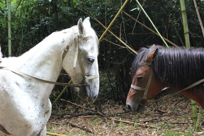 Two old horses white and brown stay head to head to each other in the bamboo forest in the abkhazia