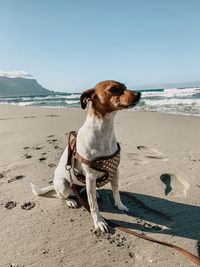 Dog on the beach