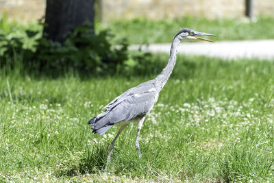 Bird on a field