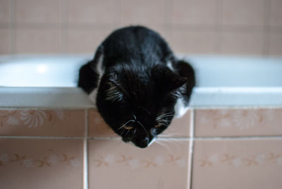 Close-up of kitten on bathtub in bathroom