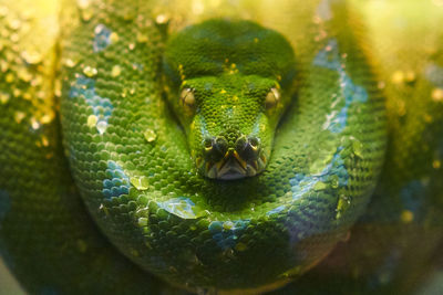 Close-up portrait of a lizard
