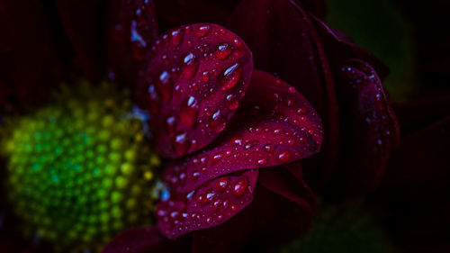 Close-up of wet red flower