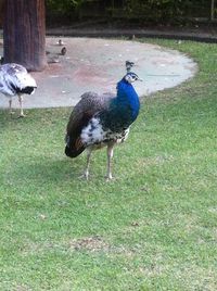 Birds on grassy field