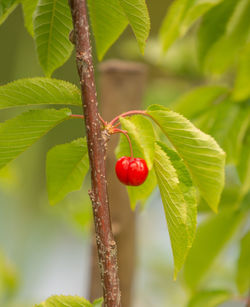 Close-up of strawberry growing on plant