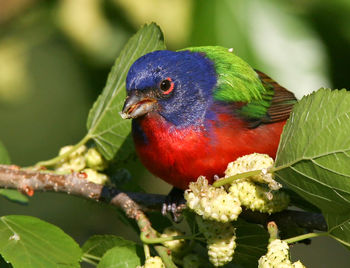 Close-up of parrot perching on branch