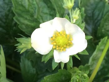 Close-up of white flower blooming outdoors