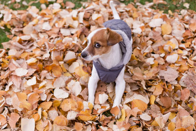 Portrait of a dog on dry leaves during autumn