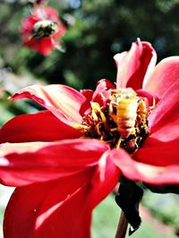 Close-up of pink flower