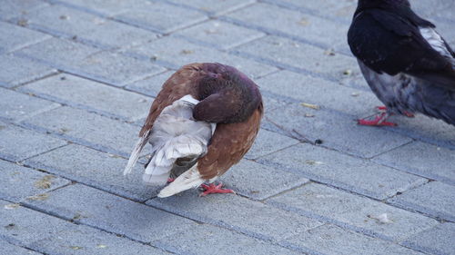 High angle view of pigeons on street