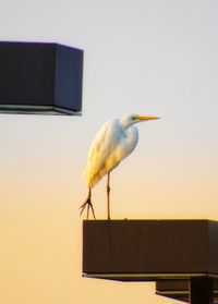 Low angle view of bird perching against the sky