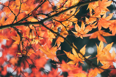 Close-up of maple leaves on tree during autumn