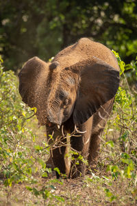 Elephant in forest