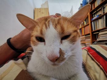 Close-up portrait of cat at home