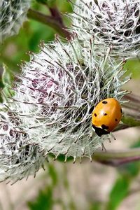 Close-up of ladybug