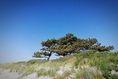 Tree on field against clear blue sky