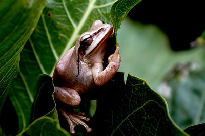 Close-up of crab on leaf