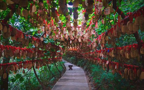 Narrow pathway along plants