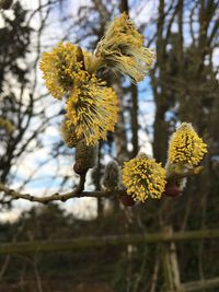 Close-up of yellow flowering plant