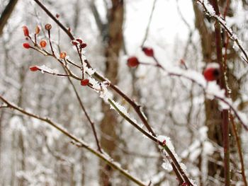Close-up of snow on twig