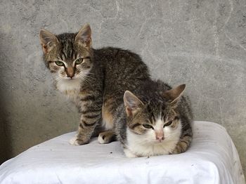 Portrait of cats sitting outdoors