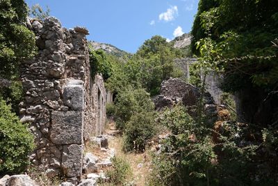 Plants growing on cliff against sky