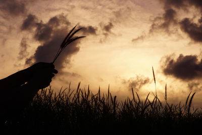 Silhouette person holding plant on field against sky during sunset