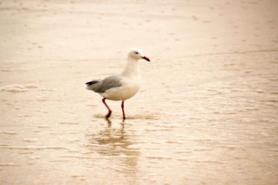 Bird perching on sand at beach