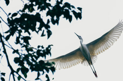 Low angle view of bird flying against clear sky