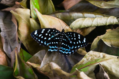 Close-up of butterfly on leaves