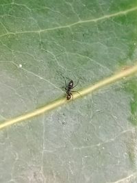 Close-up of insect on spider web