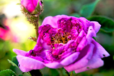Close-up of bee pollinating on pink flower
