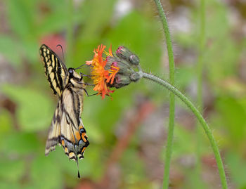 Close-up of butterfly pollinating on flower