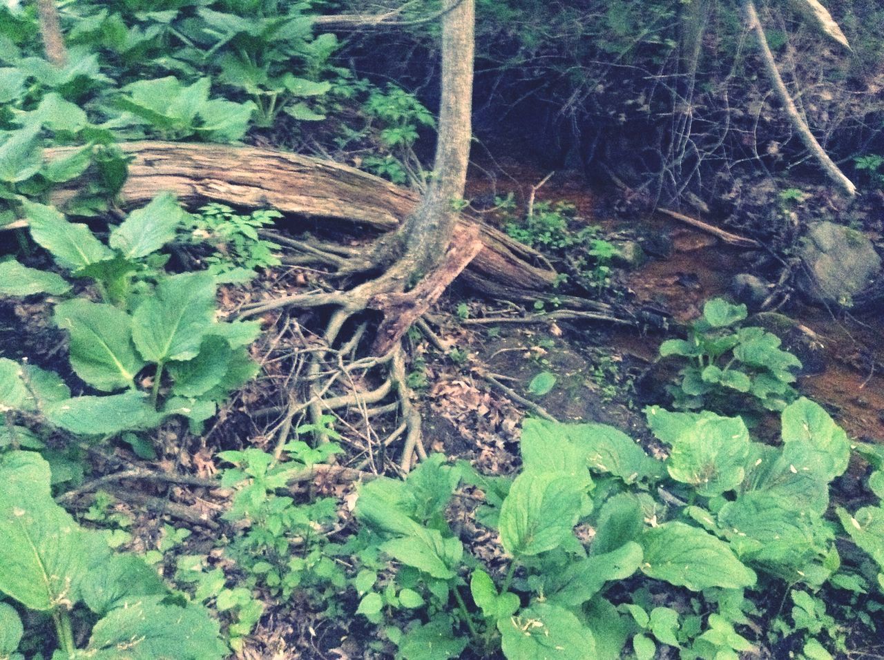 leaf, green color, growth, tree trunk, nature, forest, plant, high angle view, close-up, wood - material, tranquility, day, outdoors, moss, tree, no people, beauty in nature, natural pattern, branch, log