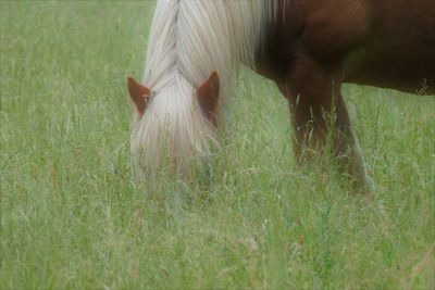 Close-up of cow grazing on field