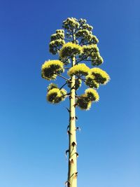 Low angle view of tree against clear blue sky