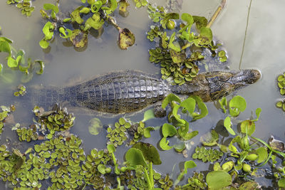 Close-up of fish swimming in lake