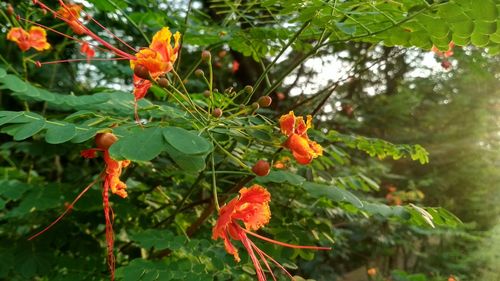 Close-up of orange flowers on tree