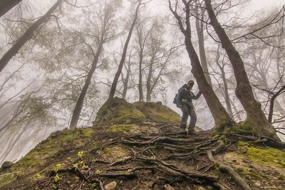 Low angle view of hiker walking by tree on mountain during foggy weather