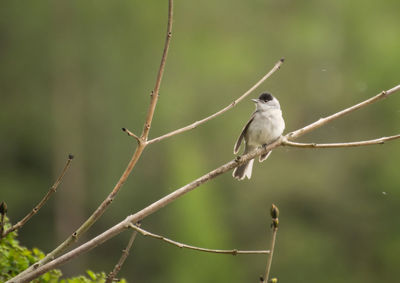 Low angle view of bird perching on branch