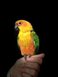 Close-up of hand holding parrot